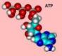 ATP (adenozin-trifoszfát) meghatározása talajban