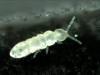 Collembola