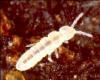 Collembola