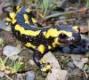 Salamandra