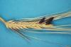 ergot