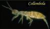 Collembola "kollembolha"