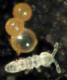 Collembola with eggs