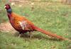 Pheasant