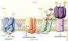 Remediation based on other biological processes