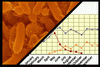 Microorganisms >> Trends and regularities Microorganisms >> Trends and regularities