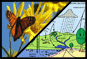 Plants and animals >> Roles and function Plants and animals >> Roles and function