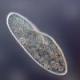 Paramecium caudatum