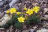 Pilisi len (Linum dolomiticum)