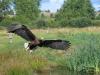 Parlagi sasa Kiskunsági Nemzeti Park: sas