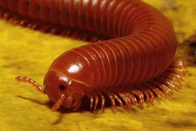 Millipede