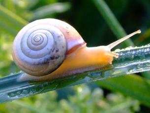 Tejfehér csiga (Monacha cartusiana)