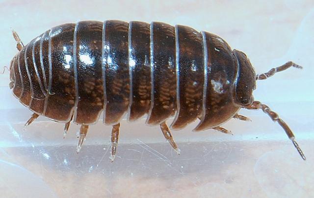 Armadillidium vulgare