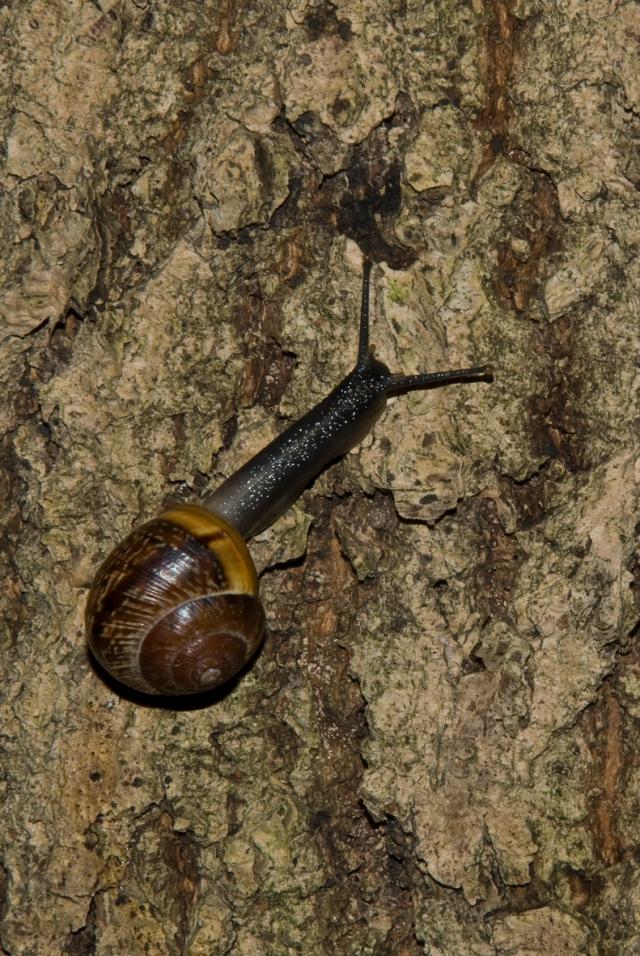 Márványozott csiga (Arianta arbustorum)