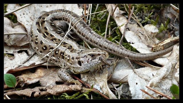 Sand lizard