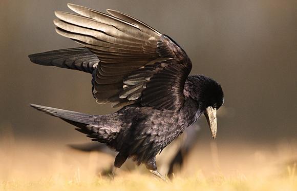 Rook