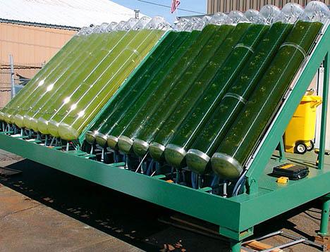 Algae bioreactor