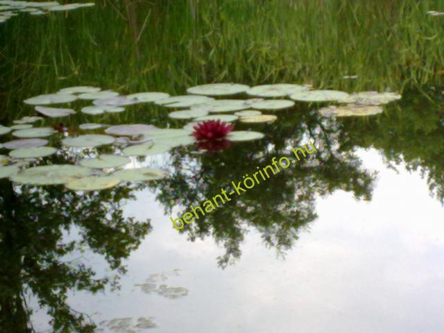 Nymphaea odorata