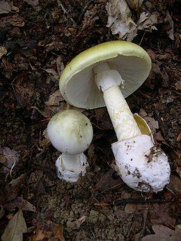 Amanita phalloides 