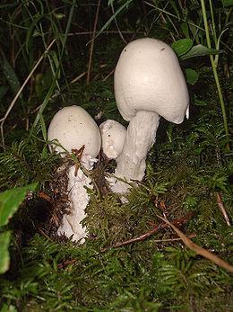 http://hu.wikipedia.org/wiki/Hegyeskalap%C3%BA_gal%C3%B3ca
