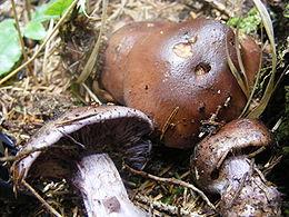 http://hu.wikipedia.org/wiki/Hagymat%C3%B6nk%C5%B1_p%C3%B3kh%C3%A1l%C3%B3sgomba