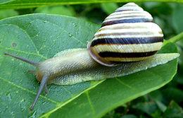 pannon csiga (Cepaea vindobonensis)