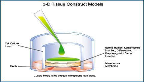 http://www.mbresearch.com/epiderm.htm