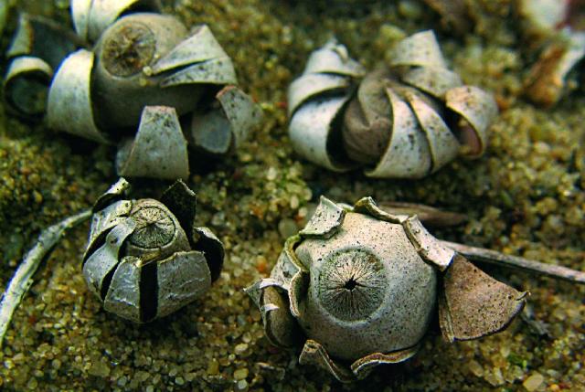 Honi csillaggomba, Geastrum hungaricus