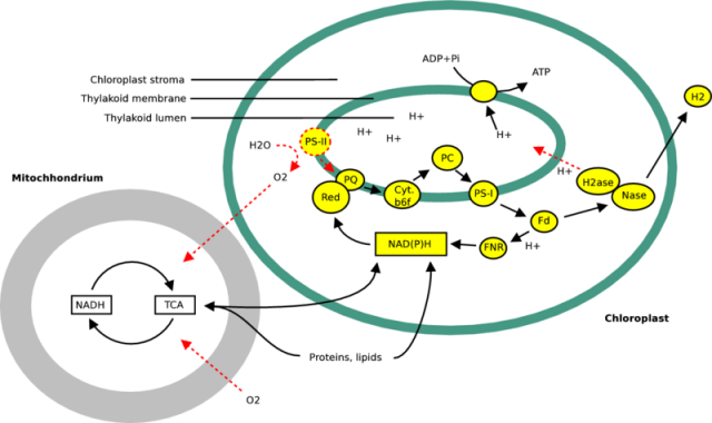 Biohydrogen