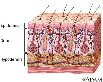 http://www.nlm.nih.gov/medlineplus/ency/images/ency/fullsize/8912.jpg