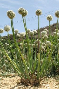 vöröshagyma (Allium cepa)