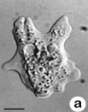 Acanthamoeba castellanii