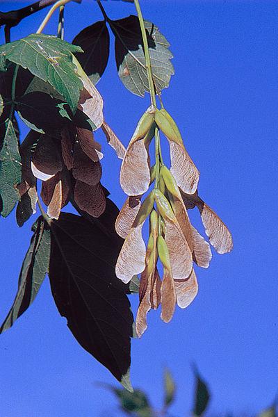 http://en.wikipedia.org/wiki/File:Acnegundo.jpg