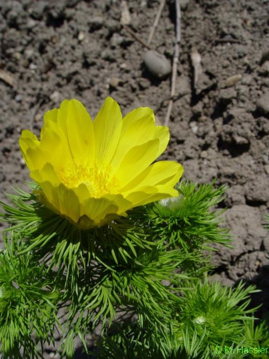 http://www.rz.uni-karlsruhe.de/~db26/botanischer_garten/fotos-carolus_hassler_kn
