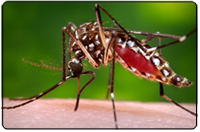 The Aedes aegypti mosquito is the principle vector responsible for transmitting 