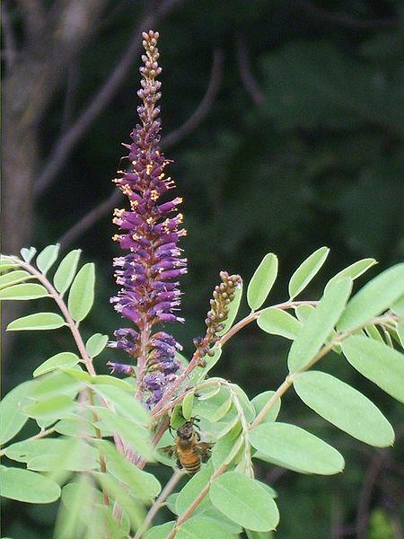 http://en.wikipedia.org/wiki/File:Amorpha_fruticosa_05.JPG