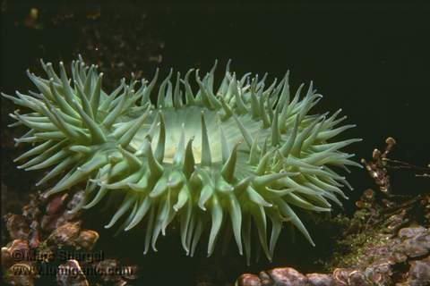 Cnidaria