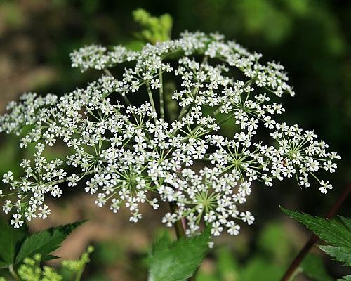 Angyalgyökér, kínai (Dong Quai) (Angelica sinensis)