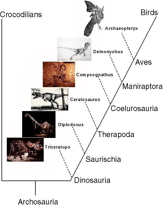 Archeopterix