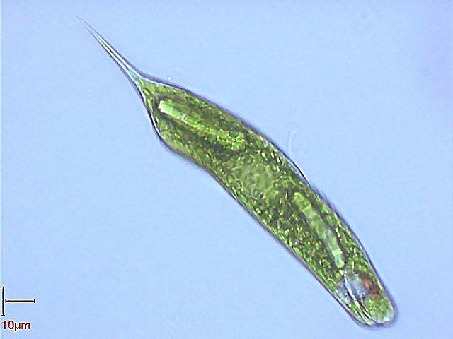 Euglena