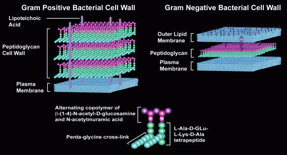 http://www.sigmaaldrich.com/img/assets/22940/Bacterial_Cell_Lysis.gif