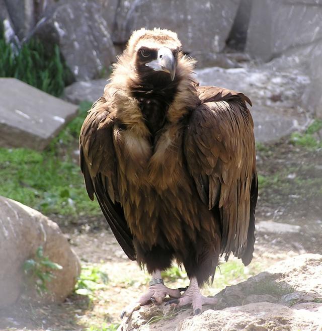 Barátkeselyű