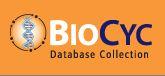 BioCyc