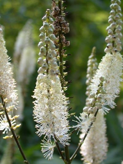 http://www.homeopathyandmore.com/forum/viewtopic.php?t=519