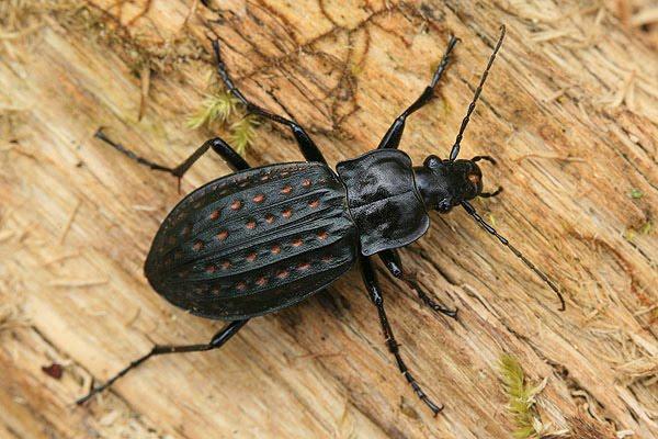 Ground beetle