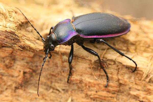 Carabus violaceus