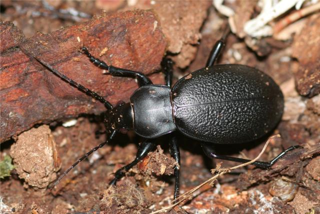 Carabus coriaceus