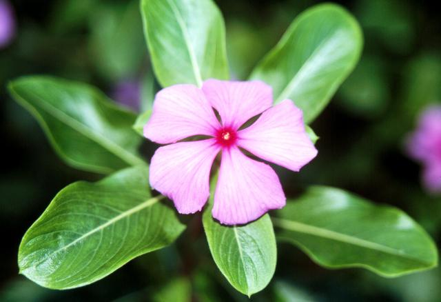http://www.nybg.org/bsci/belize/Catharanthus_roseus_1.jpg