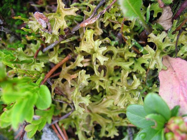 http://upload.wikimedia.org/wikipedia/commons/thumb/4/4b/Cetraria_islandica.jpg/