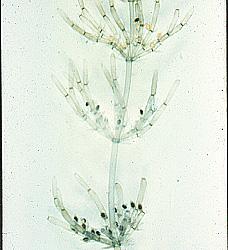 Charophyta-Chara oogonia